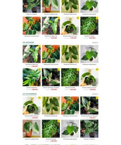 Theme wordpress bán cây xanh nhiệt đới